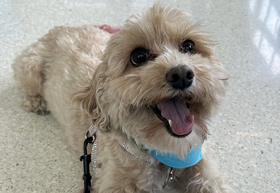 A small white dog lies on the floor of a veterinarian's office, smiling with her tongue out. 